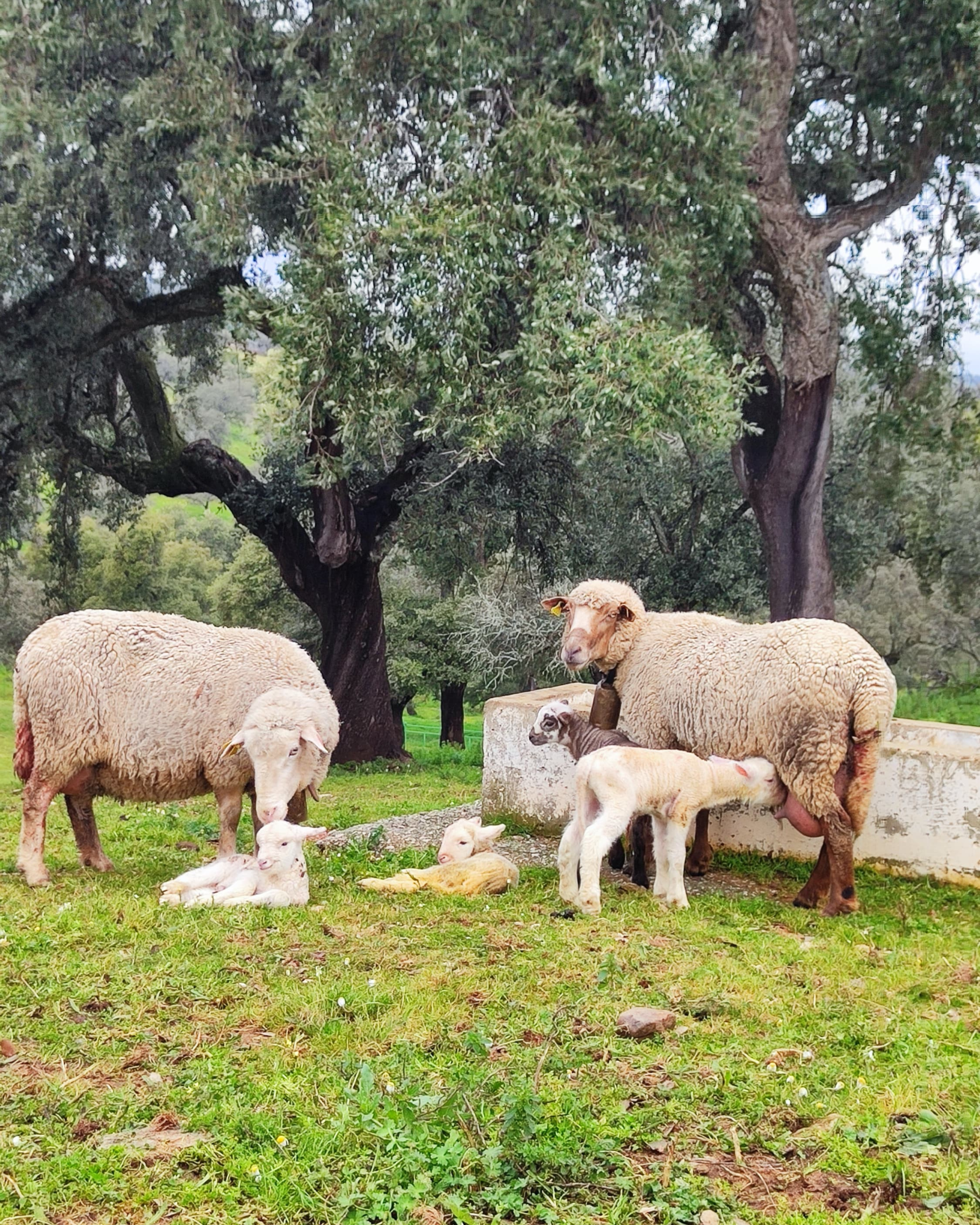 Paridera dehesa